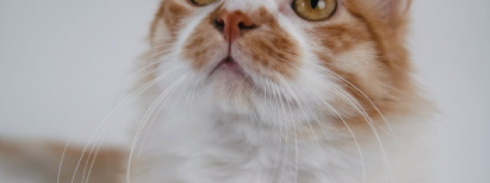 Link (2)
