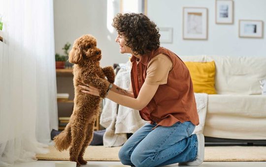 Pet-to-Human-Communication