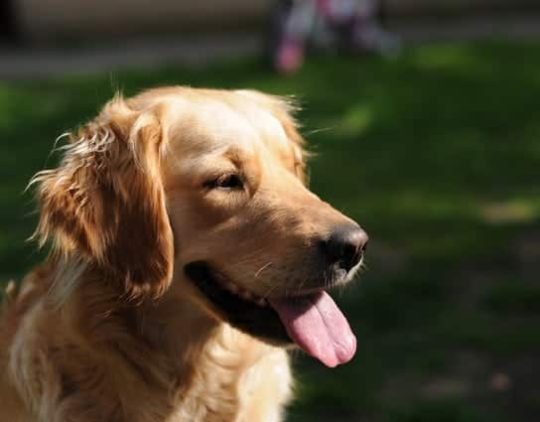 emotional-support-dogs